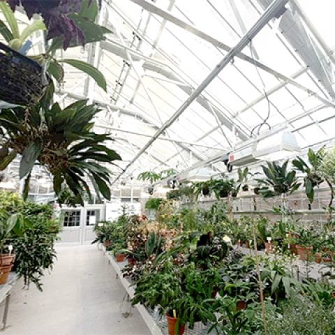 inside the Conservatory, Green Plants