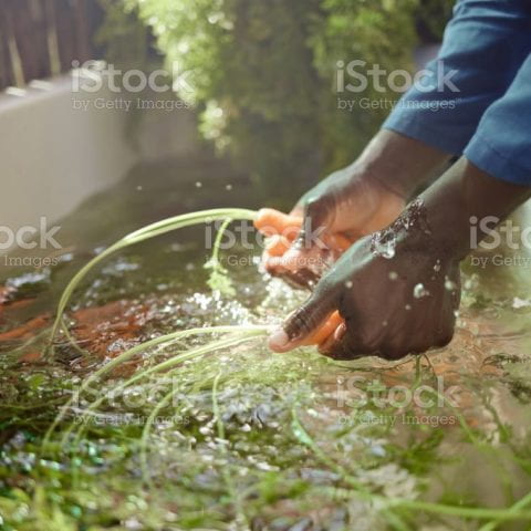 person washing veggies
