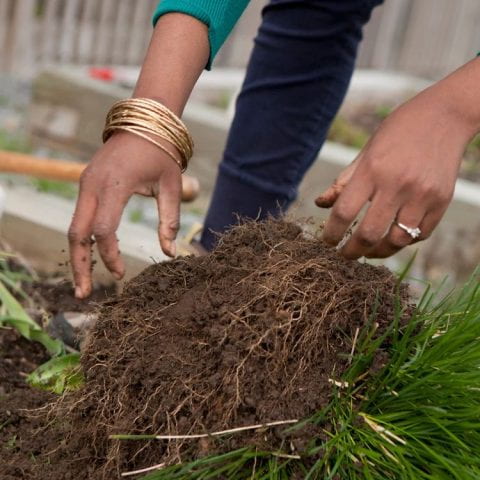 Image of hands digging up plant roots.